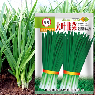 揭美大叶韭菜种子 宽叶白根韭菜菜籽 多次采收阳台盆栽蔬菜种子