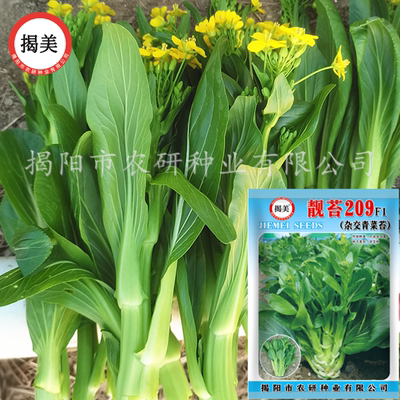 靓苔209杂交青菜苔10克多芽种子