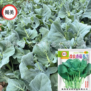 揭美香菇种芥兰种子 粗条芥蓝籽 高产农业阳台种植蔬菜种子
