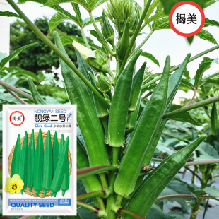 揭美杂交一代靓绿黄秋葵种子 F1代水果秋葵种子 原厂包装基地种植