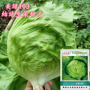 美绿103结球生菜种子2000粒装 农业阳台蔬菜籽 包心圆形脆嫩生菜