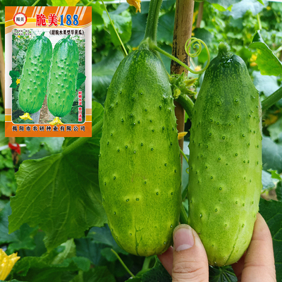 100粒杂交甜脆短棒黄瓜籽种子