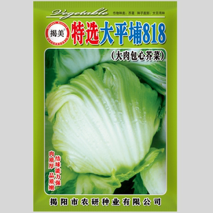 大坪埔大肉包心芥菜种子 蔬菜种子 腌制泡菜芥菜种子原厂封装10克