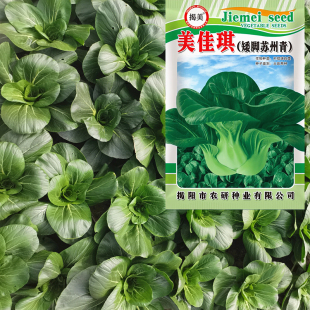蔬菜种子 阳台田园四季 揭美20克矮脚苏州青种子 上海青大头青油菜