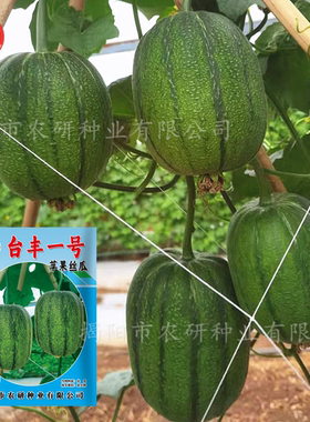 杂交台湾苹果丝瓜种子 短筒大肉丝瓜甜肉水瓜籽 阳台农业蔬菜种子