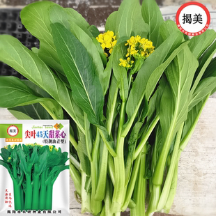 蔬菜种子 45天尖叶菜心甜菜心籽 高产菜心种子 柳叶尖叶油菜心