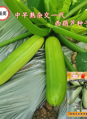 西葫芦种子 杂交高产早青小南瓜青瓜 春秋阳台田园蔬菜种子30粒装