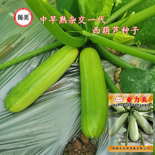 西葫芦种子 杂交高产早青小南瓜青瓜 春秋阳台田园蔬菜种子30粒装