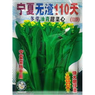 宁夏无渣110天菜心种子 多芽油青甜菜心 农业大田阳台种蔬菜种子