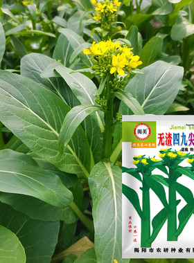阳台蔬菜种子菜心种子