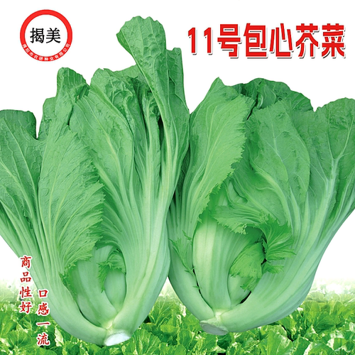 11号克包阳台庭院种植芥菜