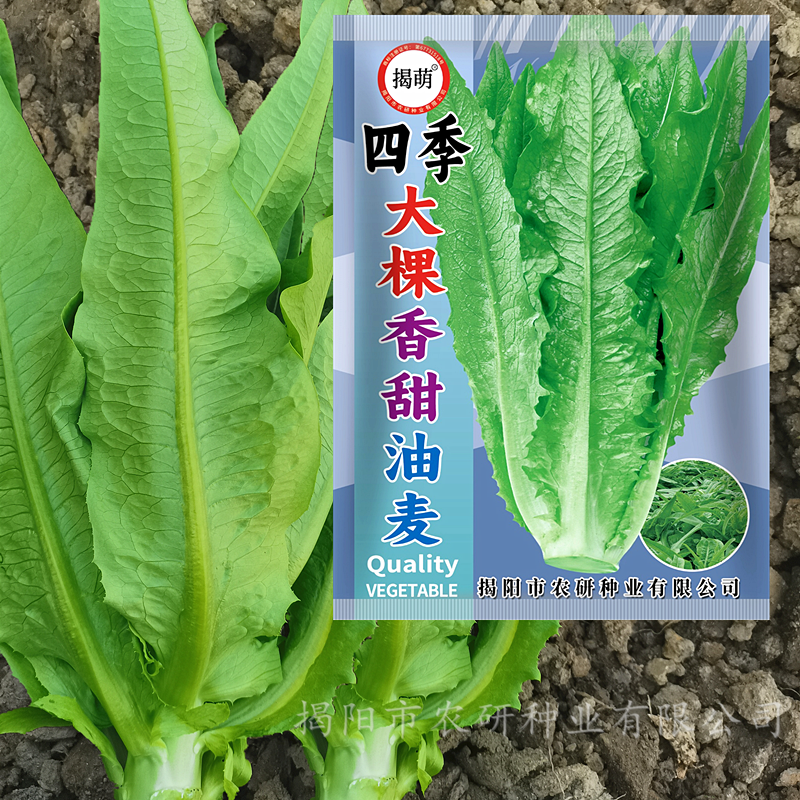 尖叶香甜脆嫩阳台油麦菜种子