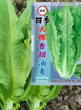 揭萌四季大棵型尖叶油麦菜种子 香甜脆油麦菜籽 农业阳台蔬菜种子