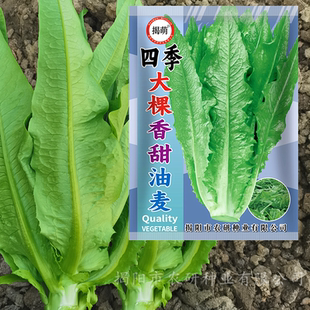 揭萌四季大棵型尖叶油麦菜种子 香甜脆油麦菜籽 农业阳台蔬菜种子