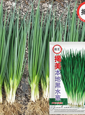 揭美本地耐热黑叶黑水葱种子