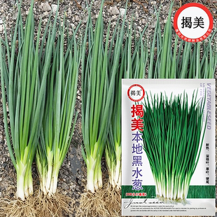 揭美本地黑水葱种子 耐热黑叶小香葱籽 香味浓辅料香葱 蔬菜种子