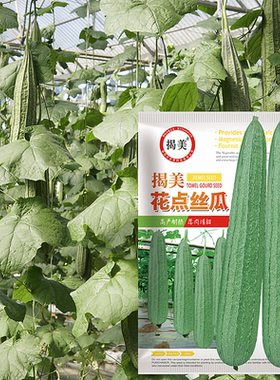 揭美花点丝瓜种子甜脆棱角丝瓜