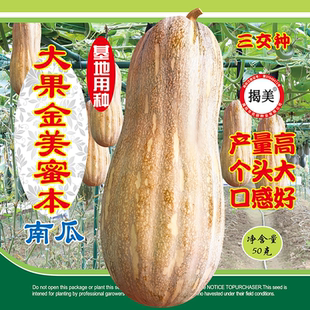 杂交一代大果金美蜜本南瓜种子 甜粉型密本南瓜籽 罐装种子50克