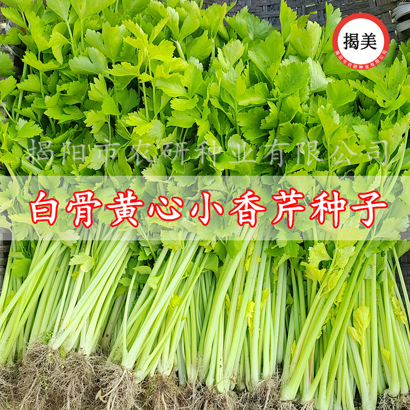 揭美香芹菜种子 白骨黄心芹菜小香芹籽 农业阳台盆栽易种蔬菜种子