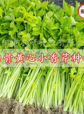 揭美香芹菜种子 白骨黄心芹菜小香芹籽 农业阳台盆栽易种蔬菜种子