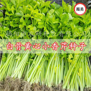 揭美香芹菜种子 白骨黄心芹菜小香芹籽 农业阳台盆栽易种蔬菜种子