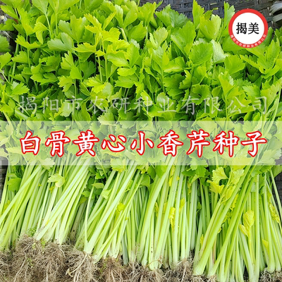 香芹菜种子白骨黄心小香芹克装