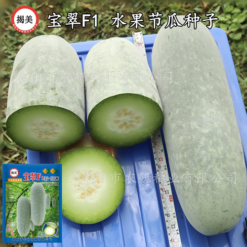 揭美宝翠F1粉皮节瓜种子 杂交早熟高产水果节瓜籽 粉皮节瓜种子