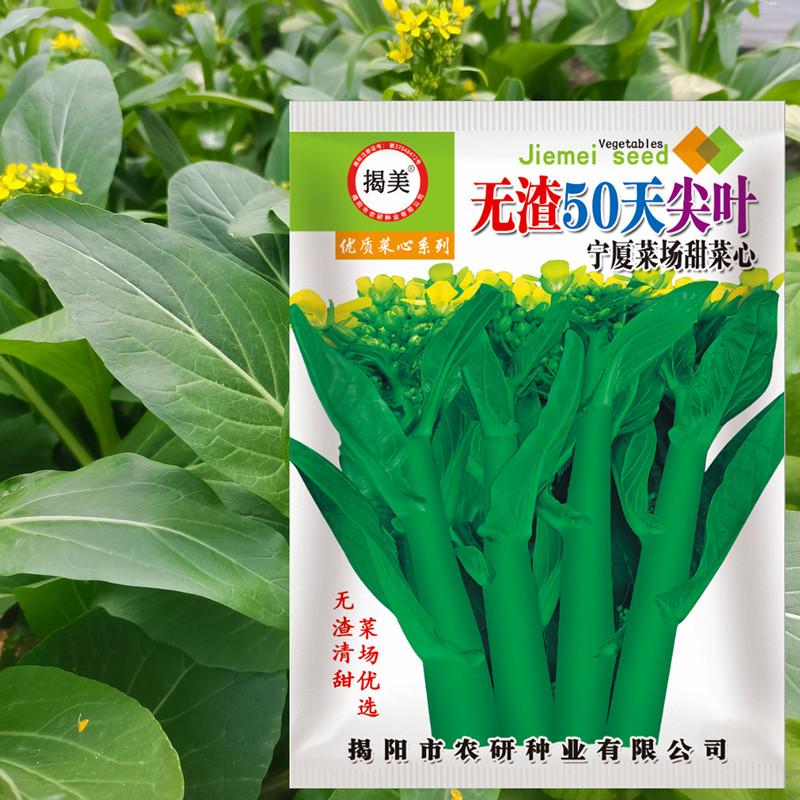 揭美 无渣50天尖叶菜心种子油菜心 阳台农业大田种植 品质优
