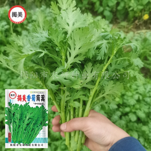 揭美香菊中叶茼蒿种子 中叶皇帝菜种子 阳台农业秋播蔬菜种子