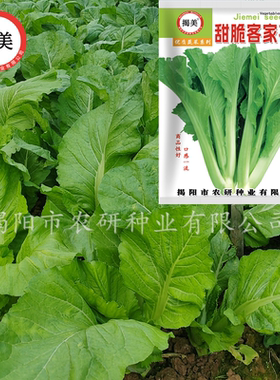 香港客家彩袋20克几千四季芥菜籽