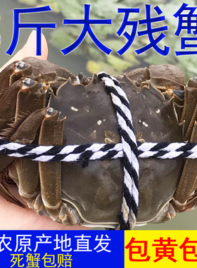 特大号残蟹鲜活高淳固城湖大闸蟹残次蟹断脚蟹公母螃蟹3斤9-10只