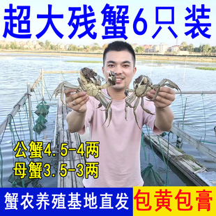 蟹农直发残蟹鲜活大闸蟹断脚残次螃蟹特大号掉腿蟹公母4 3两6只