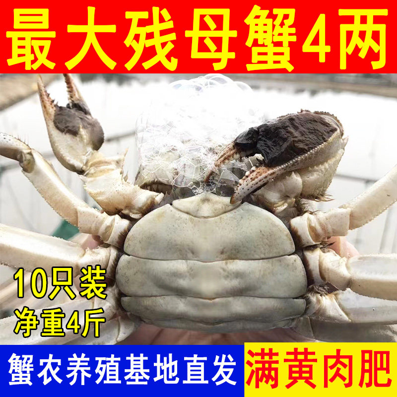 残蟹鲜活特大高淳固城湖断脚蟹掉脚蟹全母最大号4两母4斤净重10只