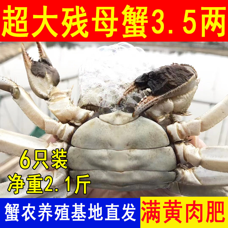 蟹农直发特大号残蟹鲜活大闸蟹断脚残次螃蟹掉腿蟹全母3.5两6只