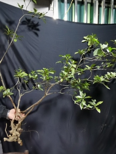 水杨梅,高山栀子花,春花