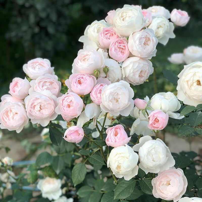 【一百亩花卉】英国奥斯汀黛丝德蒙娜浓香灌木月季 盆栽月季花,鲜花速递/花卉仿真/绿植园艺,月季/蔷薇/玫瑰,淘宝优惠券,粉丝福利购,淘宝优惠卷