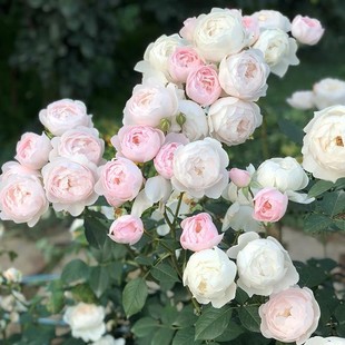 【一百亩花卉】英国奥斯汀黛丝德蒙娜浓香灌木月季 盆栽月季花