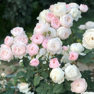 【一百亩花卉】英国奥斯汀黛丝德蒙娜浓香灌木月季 盆栽月季花