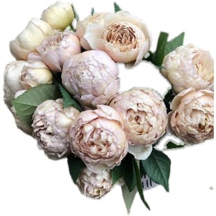 夏洛特佩里安灌木月季花大苗盆栽复古金属色多季开花阳台花园植物