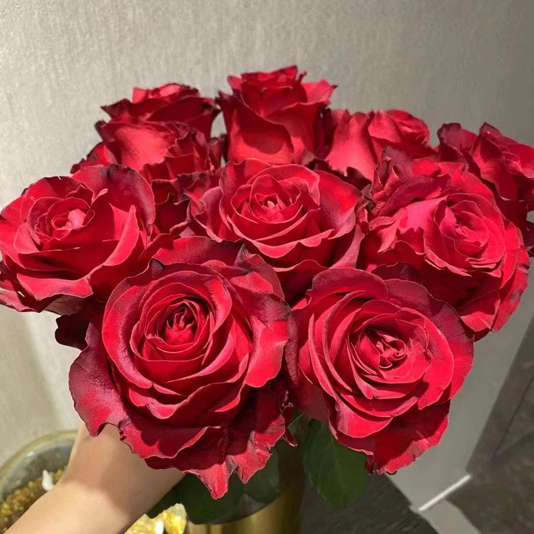 超新品切花玫瑰 角斗士月季 肯尼亚红色切花玫瑰大花高杯直立