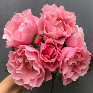 花苗 新品 月季 人鱼公主 大花灌木多头勤花阳台庭院盆栽 达芙妮