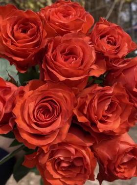 爱乐之城月季 切花品种 灌木大花 橘红色 切花玫瑰 单花期长 直立