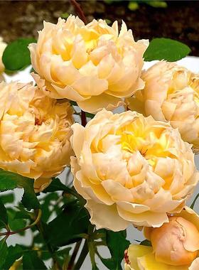 长信宫灯月季 国月 灌木大花 黄色 包子 美人尖花型 多头勤花抗病