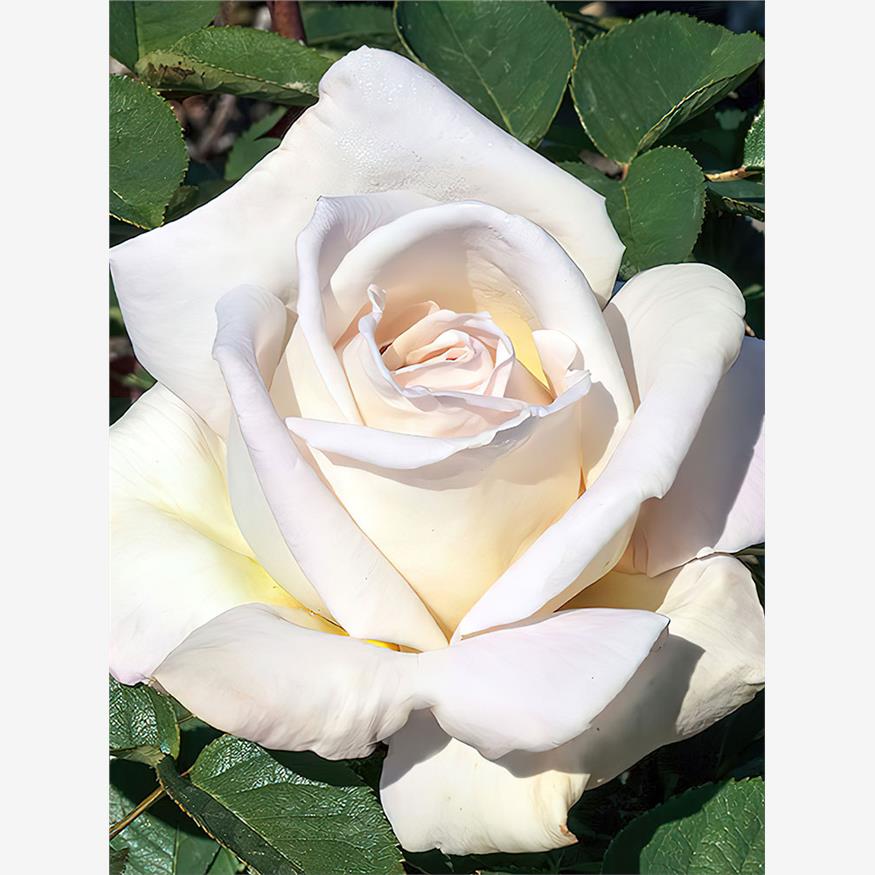 娇兰百花乐园月季 玫昂 灌木大花浓香 杏白色 抗病 长势强健