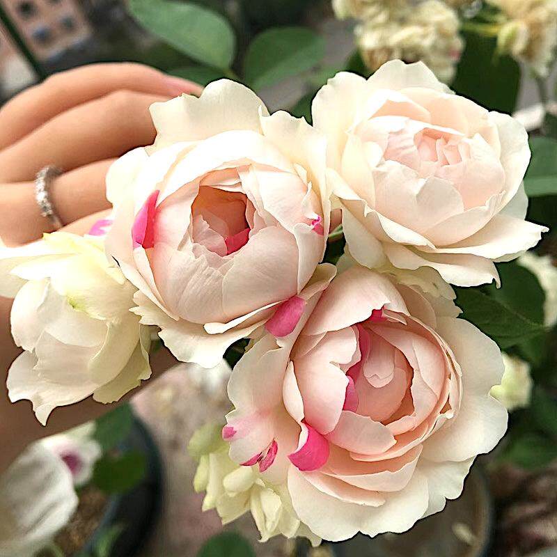 白桃草莓冻糕 日月月季花苗 红色斑点多头盆栽花量大四季庭院盆栽
