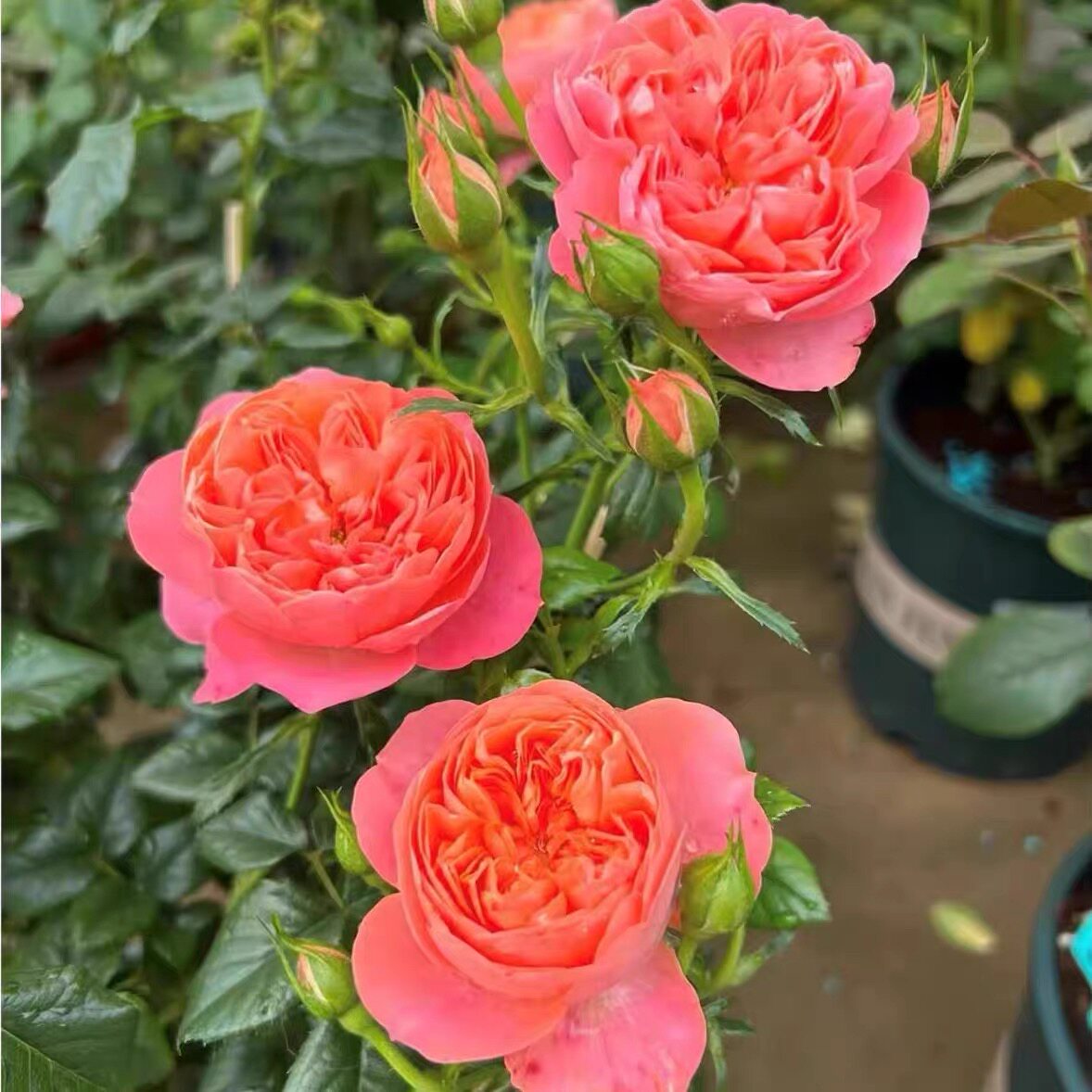 血橙果汁 月季花苗 果汁系列月季丰花多头勤花 庭院阳台盆栽花卉