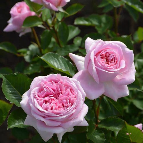 一百亩花田、月季玛丽伦诺克斯  好养勤花庭院阳台月季花卉