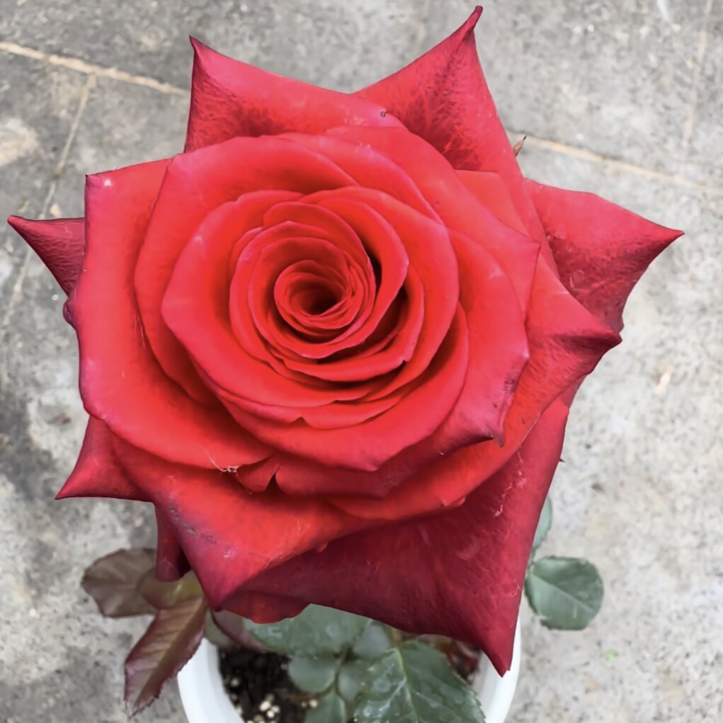 帝王·巧克力月季花根接