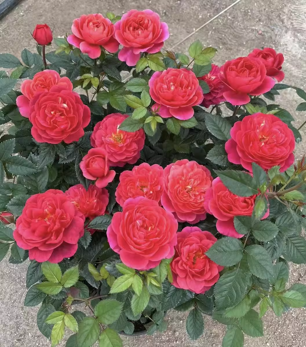 新品绝色果汁红色阳台月季大花微月多季开花丰花盆栽玫瑰