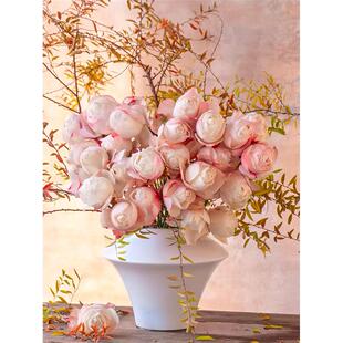 玉衡月季 国产 灌木大花 奶油粉色直立 勤花丰花多季抗病包子花型